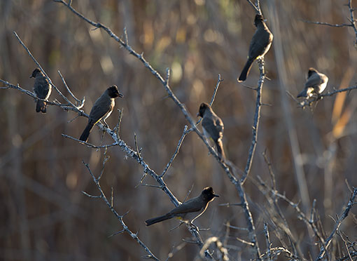 Dark-capped Bulbul mobbing Pearl-spotted Owlet